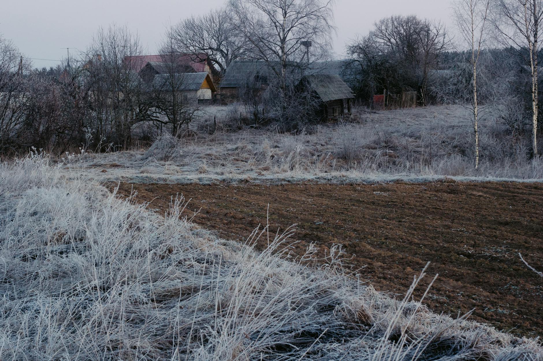 Zielone liście roślin z kroplami rosy na porannej trawie w Gorlicach.